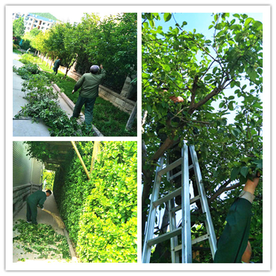 夏季綠化工作注意事項.jpg 夏季綠化工作注意事項.jpg